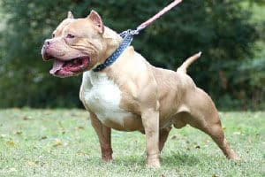 Retired officer mauled by pitbull